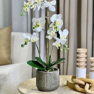 plante artificiel L'Orchidée Phalaenopsis