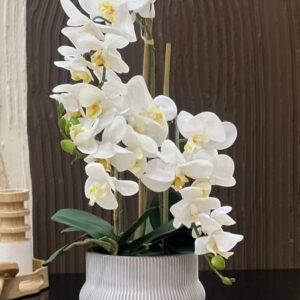 plante L'Orchidée Artificielle Phalaenopsis