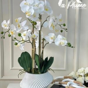 plante artificiel L'Orchidée Phalaenopsis Une Élégance Tropical