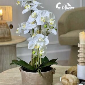 plant L'Orchidée Vanda