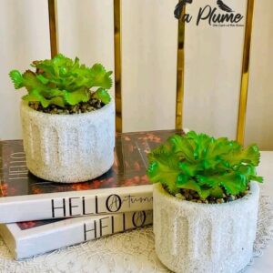 Plante a fleur par pièce